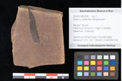 Foto (Objekt + Etikett) von Quercus palaeoilex Ettingshausen (NHMW-GEO-2024-0188-0838)